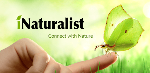 iNaturalist PC screenshot iNaturalist PC screenshot