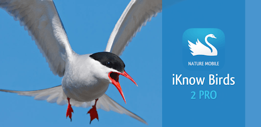 iKnow Birds 2 LITE - Europe PC screenshot