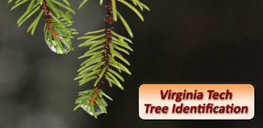 Virginia Tech Tree ID PC screenshot Virginia Tech Tree ID PC screenshot