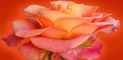 994 Flowers Live Wallpapers PC screenshot 994 Flowers Live Wallpapers PC screenshot