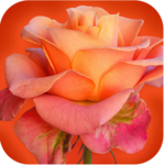 994 Flowers Live Wallpapers for PC 994 Flowers Live Wallpapers for PC