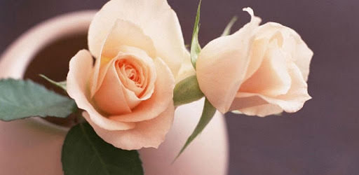 1004 Flowers Live Wallpapers PC screenshot 1004 Flowers Live Wallpapers PC screenshot