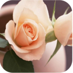 1004 Flowers Live Wallpapers for PC 1004 Flowers Live Wallpapers for PC