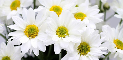 1017 Flowers Live Wallpapers PC screenshot