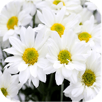 1017 Flowers Live Wallpapers for PC