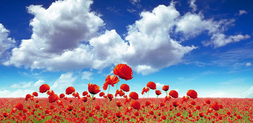 1023 Flowers Live Wallpapers PC screenshot