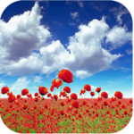 1023 Flowers Live Wallpapers for PC