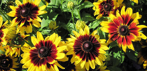 1024 Flowers Live Wallpapers PC screenshot 1024 Flowers Live Wallpapers PC screenshot