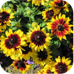 1024 Flowers Live Wallpapers for PC 1024 Flowers Live Wallpapers for PC