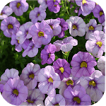 1025 Flowers Live Wallpapers for PC