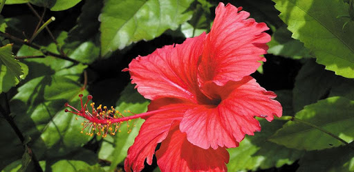 1028 Flowers Live Wallpapers PC screenshot