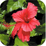 1028 Flowers Live Wallpapers for PC