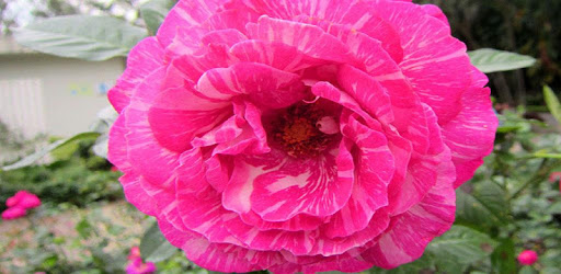 1031 Flowers Live Wallpapers PC screenshot 1031 Flowers Live Wallpapers PC screenshot