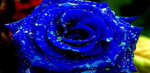 1047 Flowers Live Wallpapers PC screenshot 1047 Flowers Live Wallpapers PC screenshot