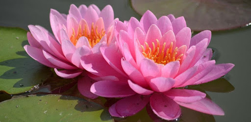 1049 Flowers Live Wallpapers PC screenshot 1049 Flowers Live Wallpapers PC screenshot