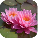 1049 Flowers Live Wallpapers for PC 1049 Flowers Live Wallpapers for PC