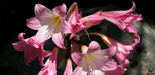 1054 Flowers Live Wallpapers PC screenshot 1054 Flowers Live Wallpapers PC screenshot