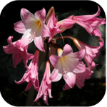1054 Flowers Live Wallpapers for PC 1054 Flowers Live Wallpapers for PC
