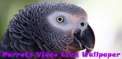 Parrots Video Live Wallpaper PC screenshot