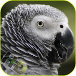 Parrots Video Live Wallpaper for PC