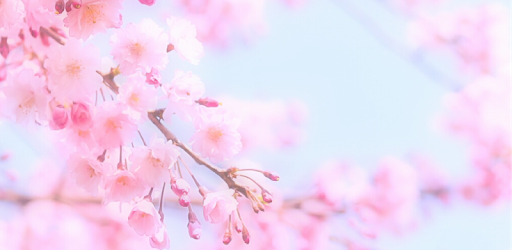 Soft Focus : Soft Photo Fluffy PC screenshot