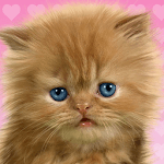 Baby Cat, Cute Live Wallpaper for PC Baby Cat, Cute Live Wallpaper for PC