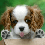 Licking puppy, licking cat for PC Licking puppy, licking cat for PC