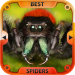 Best Spiders for PC