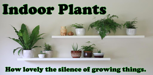 Indoor Plants PC screenshot