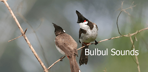 Bulbul Sounds ~ Sboard.pro PC screenshot Bulbul Sounds ~ Sboard.pro PC screenshot