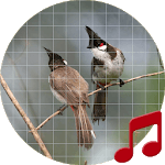 Bulbul Sounds ~ Sboard.pro for PC Bulbul Sounds ~ Sboard.pro for PC