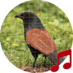 Coucal Sounds ~ Sboard.pro icon