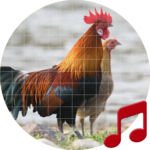 Red junglefowl Sounds ~ Sboard.pro for PC Red junglefowl Sounds ~ Sboard.pro for PC