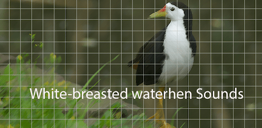 White-breasted waterhen Sounds ~ Sboard.pro PC screenshot