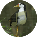 White-breasted waterhen Sounds ~ Sboard.pro icon