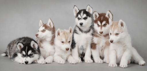 Little Puppy Video Wallpaper PC screenshot