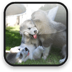 Little Puppy Video Wallpaper for PC