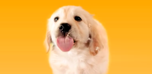 Puppy Licks Screen Video LWP PC screenshot Puppy Licks Screen Video LWP PC screenshot