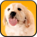 Puppy Licks Screen Video LWP for PC Puppy Licks Screen Video LWP for PC