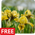 Iris Flowers Live Wallpaper FREE for PC Iris Flowers Live Wallpaper FREE for PC