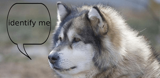 Dog Breed Auto Identify Photo PC screenshot