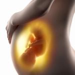 Pregnant. Pregnancy by week. Pregnancy calendar for PC