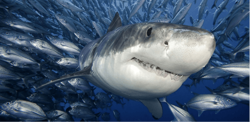 White Shark Video Wallpapers PC screenshot White Shark Video Wallpapers PC screenshot
