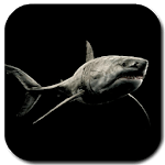 Shark 4K Video Live Wallpaper for PC Shark 4K Video Live Wallpaper for PC