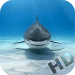 Sharks Video Live Wallpaper for PC Sharks Video Live Wallpaper for PC
