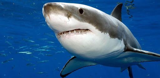 Sharks. Video Wallpaper PC screenshot Sharks. Video Wallpaper PC screenshot