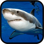 Sharks. Video Wallpaper icon