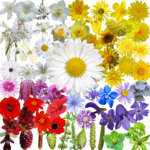 What's that flower? icon