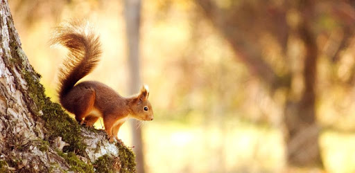 Squirrel Live Wallpaper PC screenshot Squirrel Live Wallpaper PC screenshot