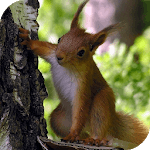 Squirrel Live Wallpaper for PC Squirrel Live Wallpaper for PC